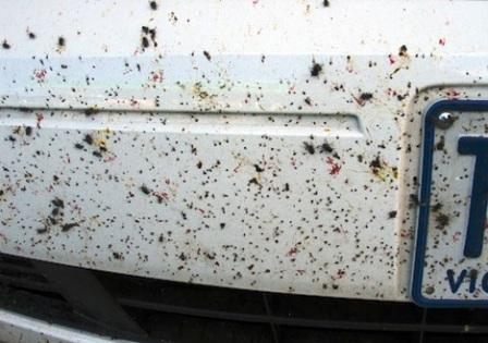 insecten verwijderen van de auto bumper